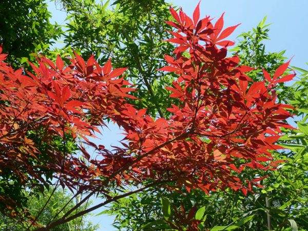 紅楓作衫，白楊為裙，美的傾國傾城！