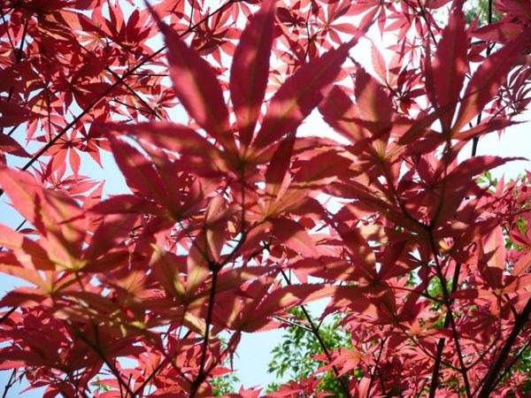 紅楓作衫，白楊為裙，美的傾國傾城！