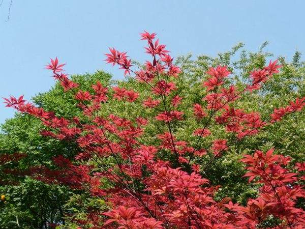 紅楓作衫，白楊為裙，美的傾國傾城！