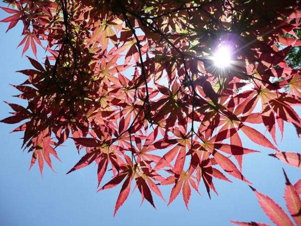 紅楓作衫，白楊為裙，美的傾國傾城！