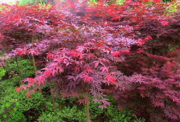 紅楓作衫，白楊為裙，美的傾國傾城！