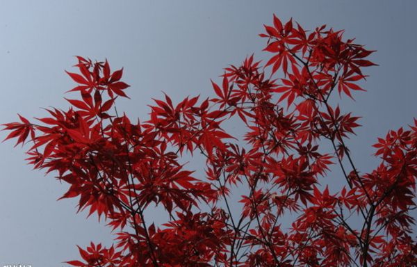 紅楓作衫，白楊為裙，美的傾國傾城！