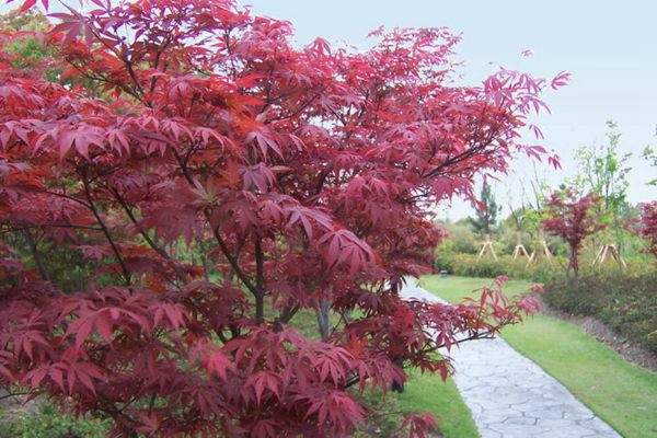 紅楓作衫，白楊為裙，美的傾國傾城！