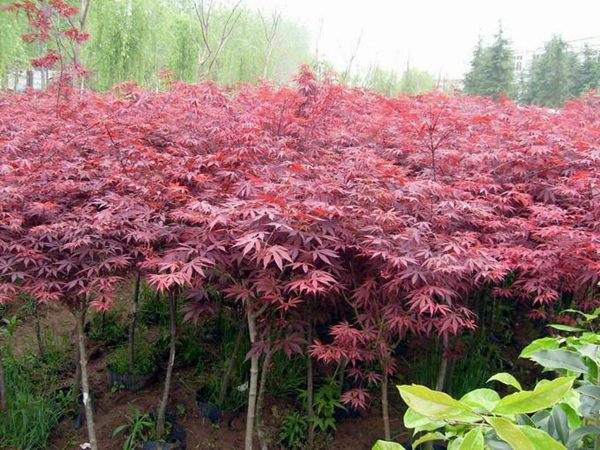 3公分紅楓 3公分紅楓