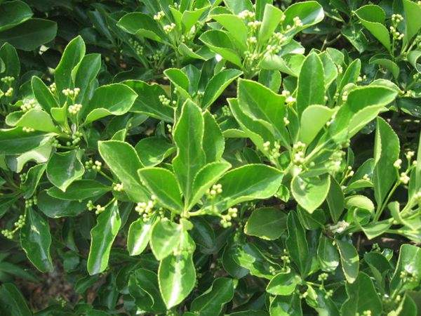 冬青衛矛 冬青衛矛