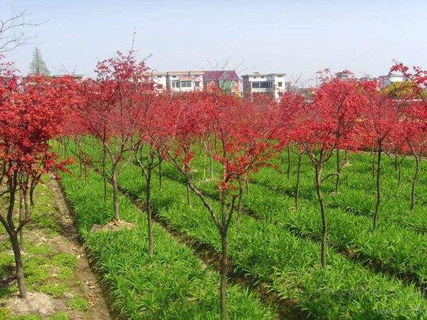 “顏值爆表”的日本紅楓,不是想看就能看!