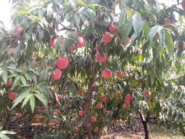 想知道桃樹結果多的秘訣嗎？