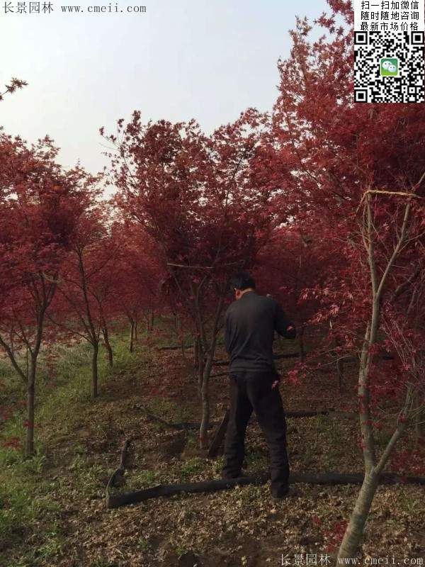 紅楓基地 紅楓基地