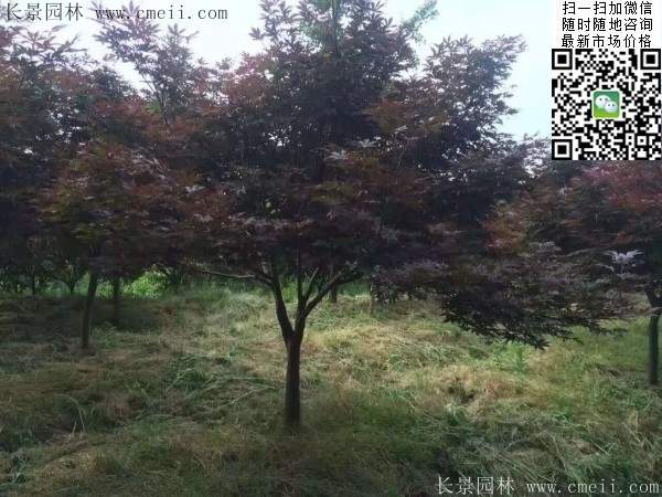 1.2、1.5、1.8米的紅楓樹