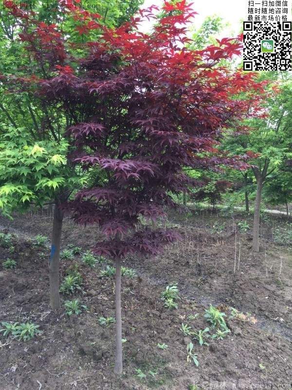 1.2、1.5、1.8米的紅楓樹 1.2、1.5、1.8米的紅楓樹