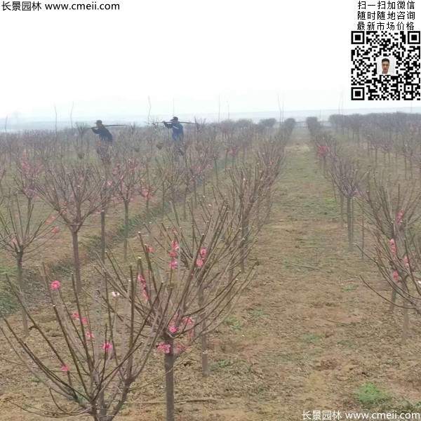 紅梅樹(shù) 紅梅樹(shù)