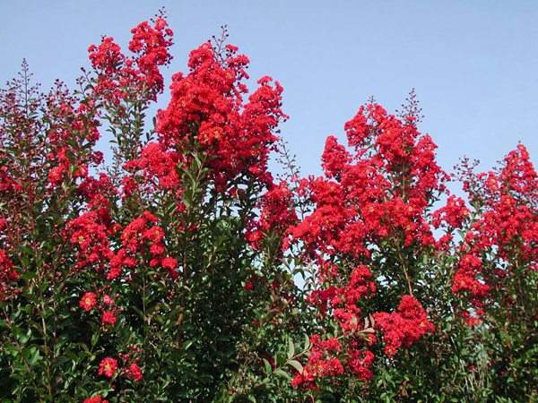 專家告訴你，市場(chǎng)上紫薇花樹價(jià)格是多少？