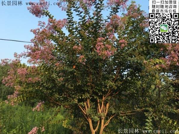 專家告訴你，市場(chǎng)上紫薇花樹價(jià)格是多少？