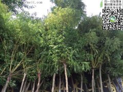 求購5、6、7、8公分的精品黃金槐，還是到沭陽，