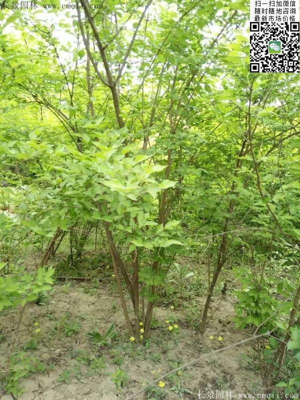 金銀木只要看一眼就迷上了，不信你就看看