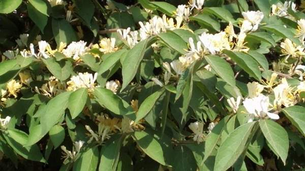 金銀木只要看一眼就迷上了，不信你就看看