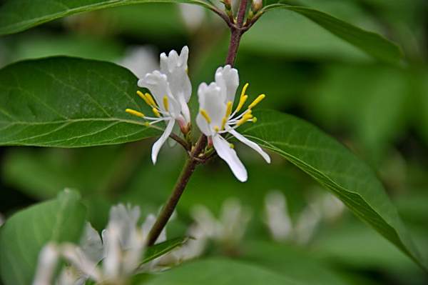金銀木只要看一眼就迷上了，不信你就看看