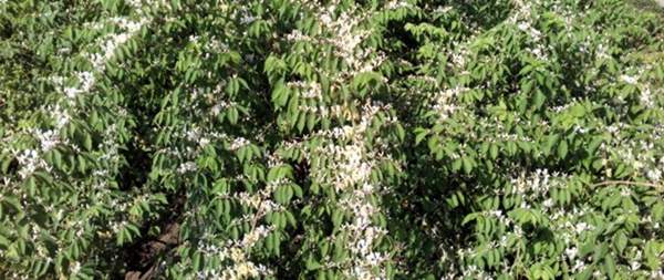 金銀木只要看一眼就迷上了，不信你就看看