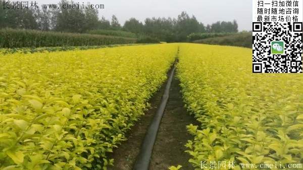 金葉女貞--長景園林 金葉女貞--長景園林