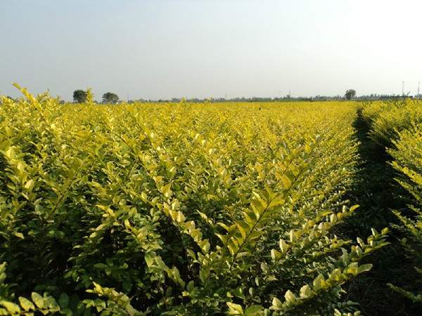 金葉女貞--長景園林 金葉女貞--長景園林
