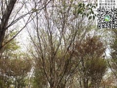 這個秋季讓櫸樹占盡了風采，你還在持觀望的態(tài)