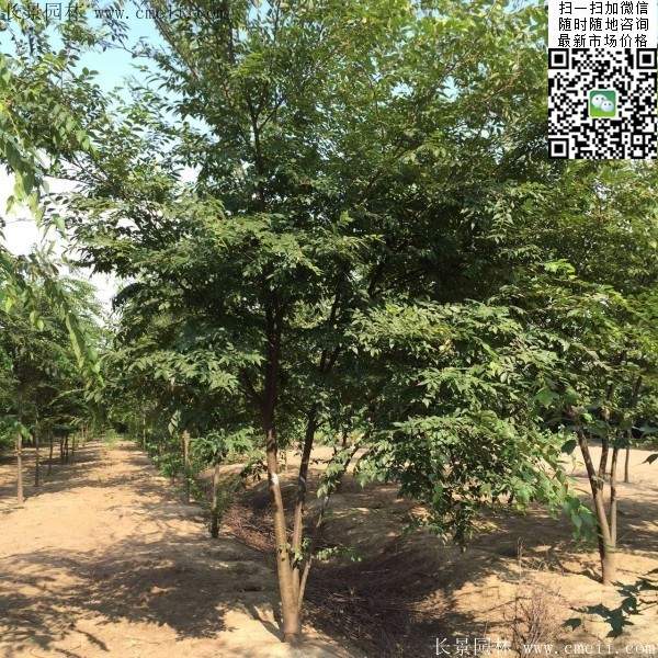 三棵櫸樹(shù)的故事