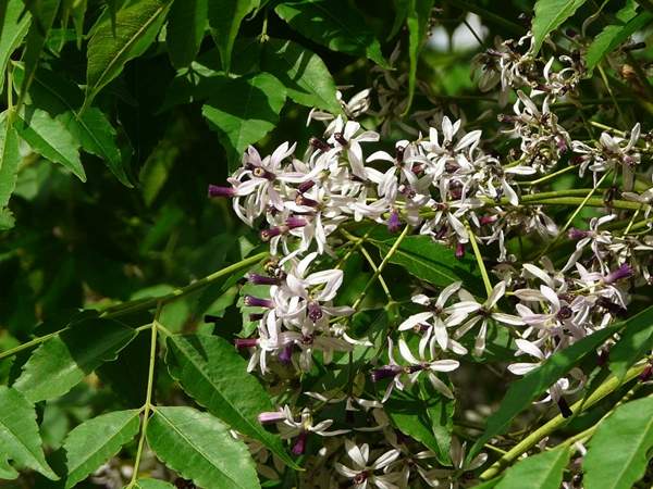 苦楝樹的規格 苦楝樹的規格