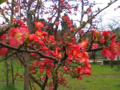 2016年下半年貼梗海棠的價格走勢怎么樣，現在價