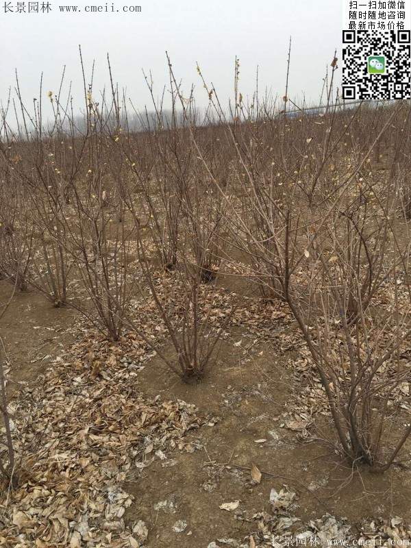 沭陽臘梅樹 沭陽臘梅樹