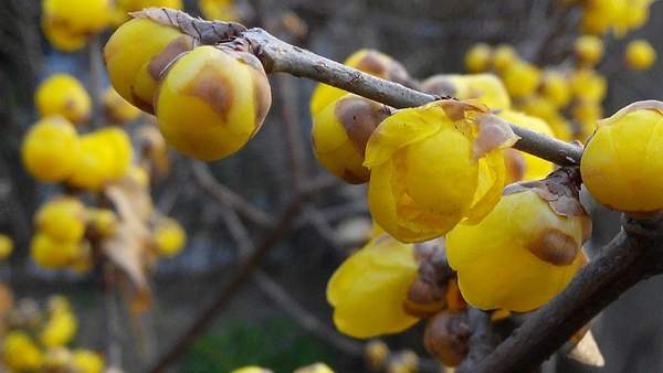 叢生臘梅樹 叢生臘梅樹