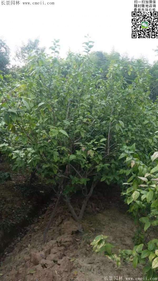 沭陽臘梅樹 沭陽臘梅樹