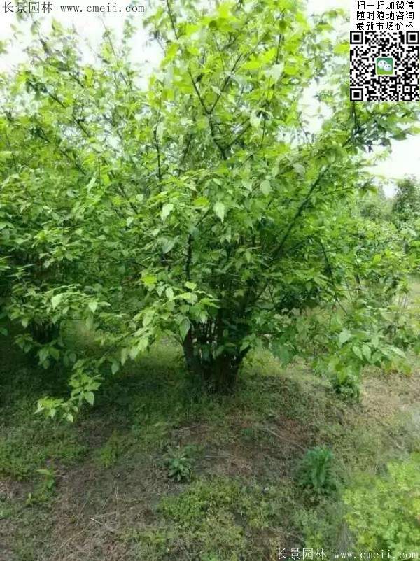 沭陽臘梅花 沭陽臘梅花