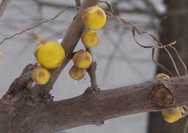 沭陽臘梅花 沭陽臘梅花