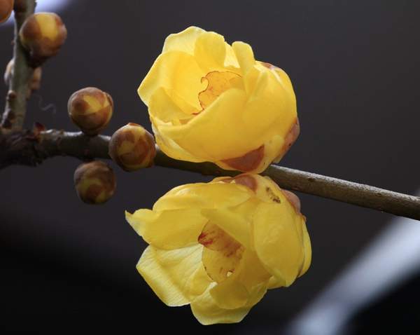 沭陽臘梅花 沭陽臘梅花