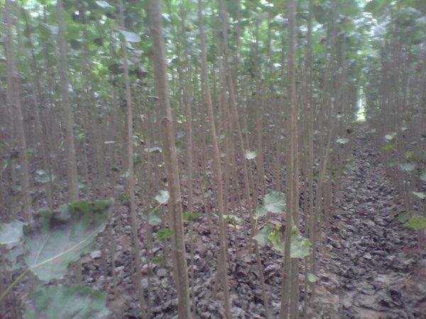 楊樹(shù)苗多少錢一棵？