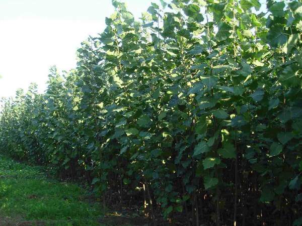 楊樹(shù)苗多少錢一棵？