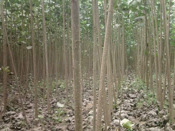 楊樹(shù)苗多少錢一棵？