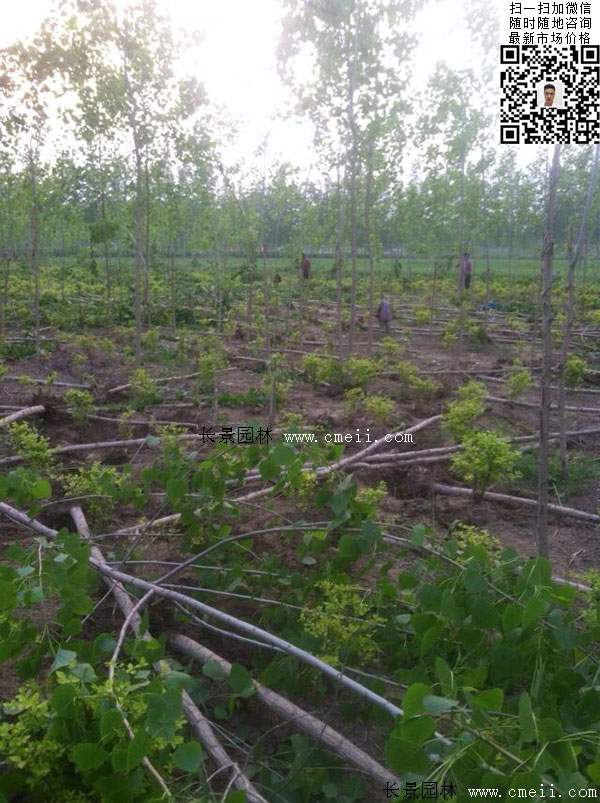 楊樹(shù)苗多少錢一棵？