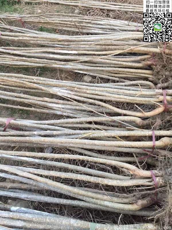楊樹(shù)苗多少錢一棵？