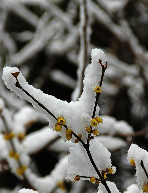 冬季臘梅 冬季臘梅