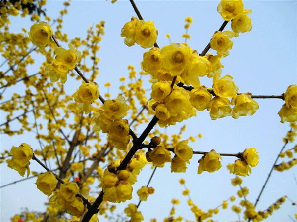 冬季臘梅 冬季臘梅