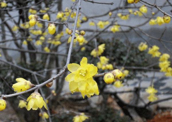 臘梅盆景 臘梅盆景