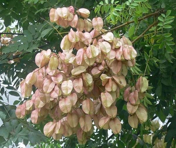 5米高的欒樹 5米高的欒樹