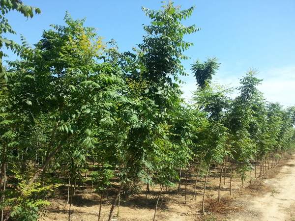 欒樹價值 欒樹價值