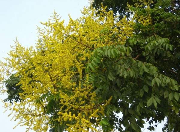 欒樹綠化 欒樹綠化