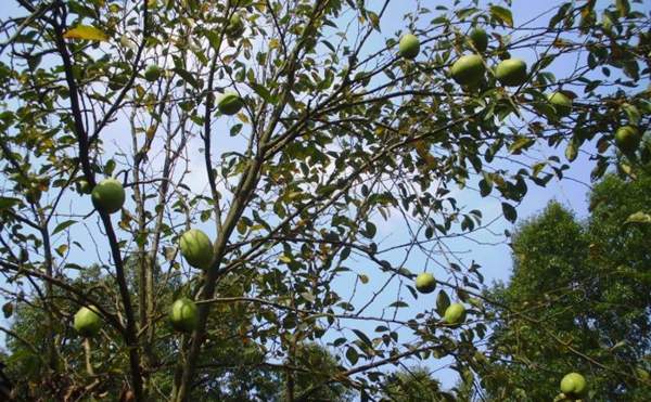 木瓜樹(shù) 木瓜樹(shù)