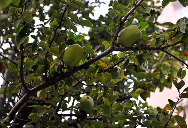 沭陽木瓜樹 沭陽木瓜樹