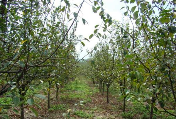 木瓜種植基地 木瓜種植基地