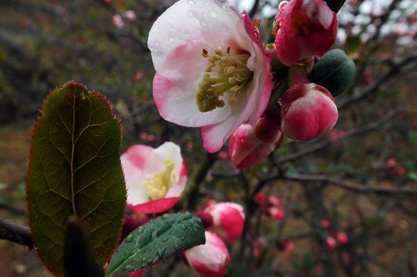 木瓜樹種植技巧 木瓜樹種植技巧
