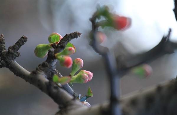 3公分木瓜樹(shù)